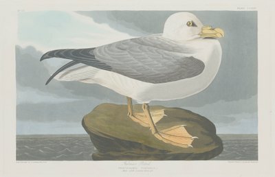 Sturmtaucher, 1835 von John James Audubon